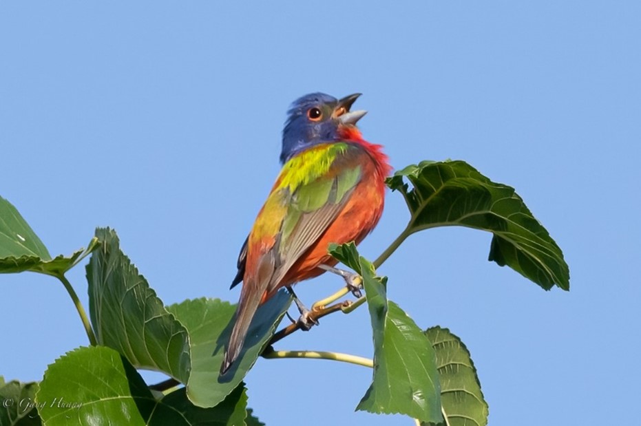 Painted Bunting in Dix Park - Gang Huang
