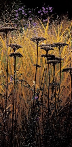 Seedheads in the Garden, by Noël Kingsbury