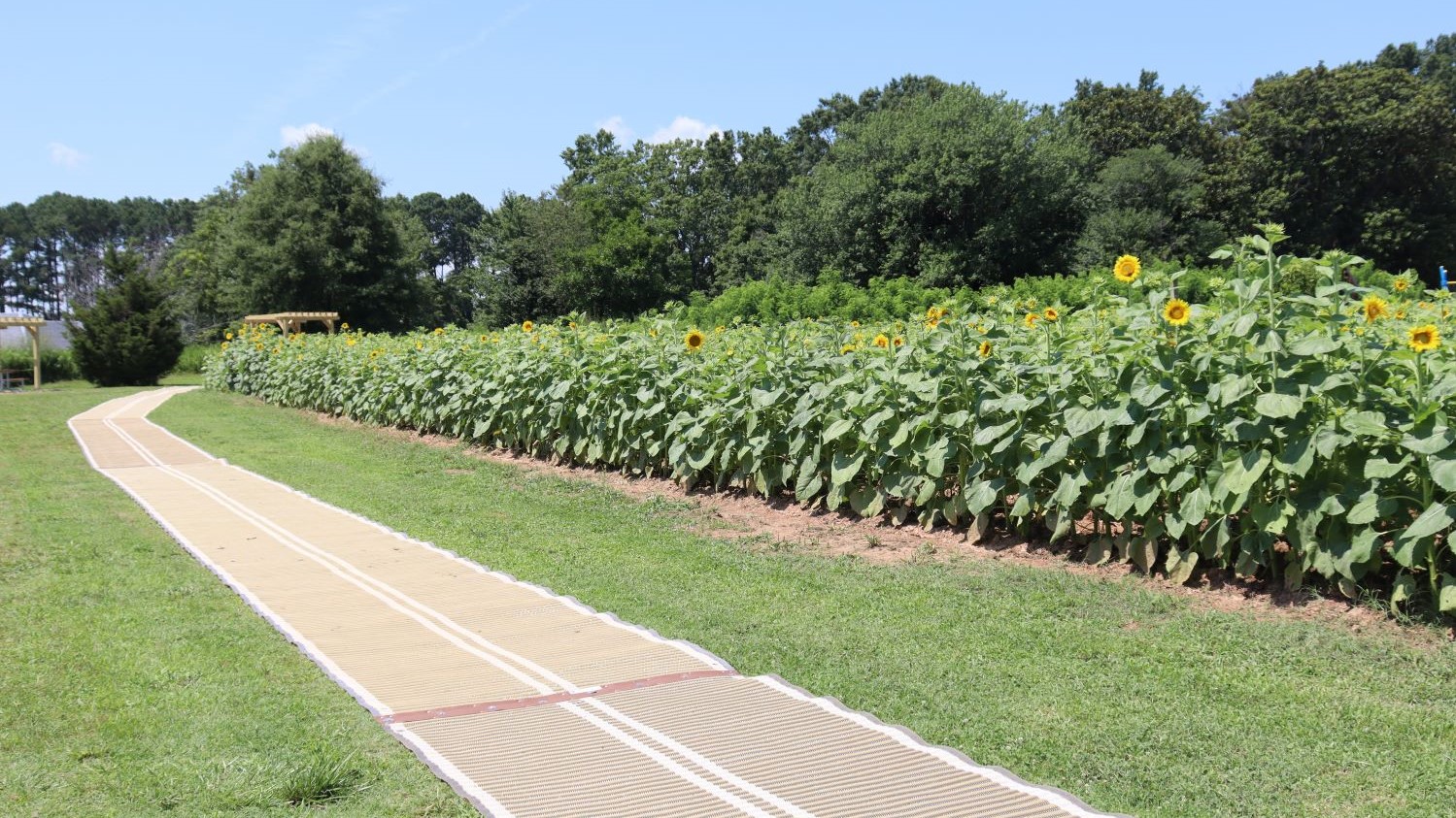 Accessible pathway at the sunflower field