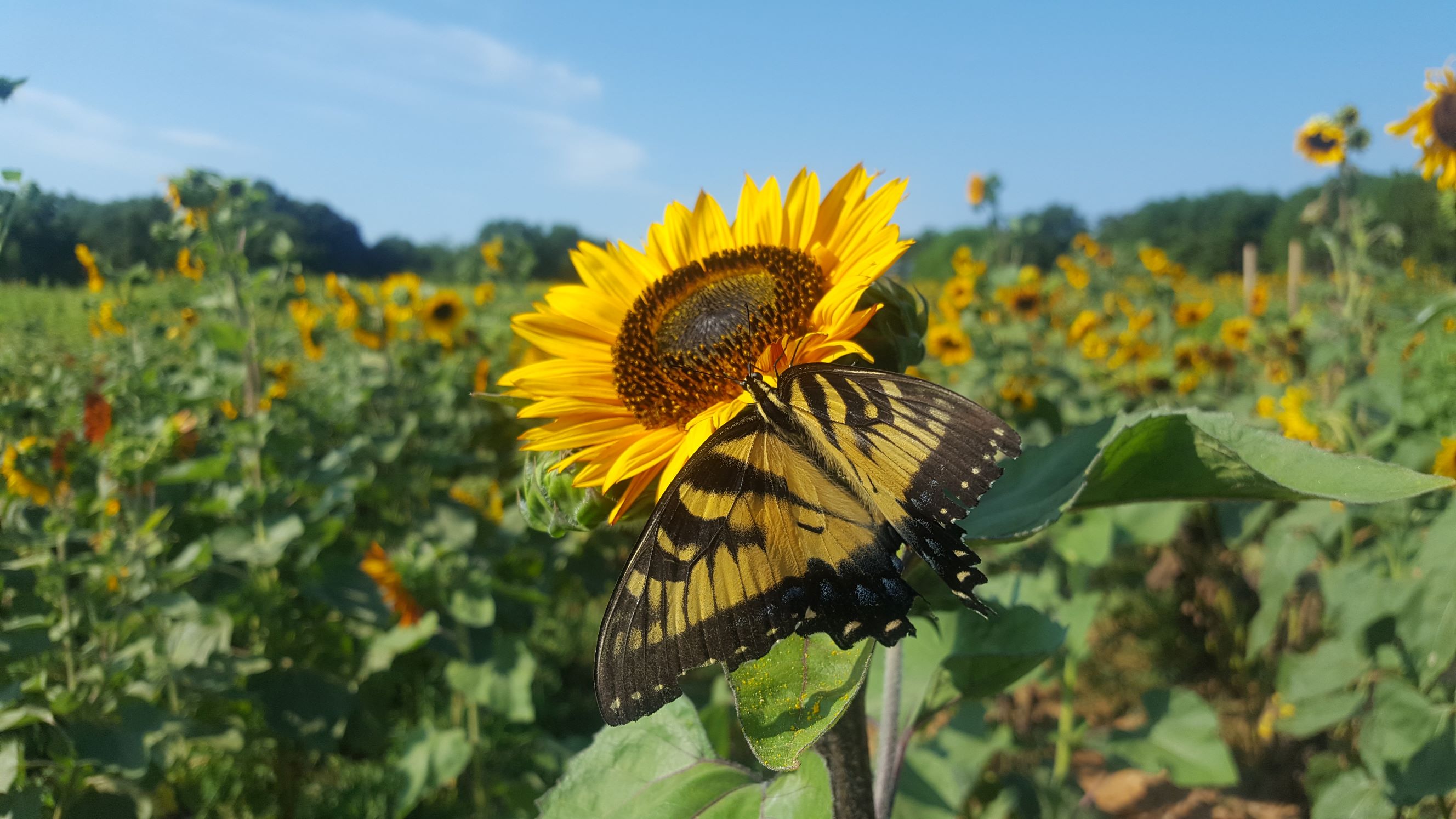 Dorothea Dix Park Sunflowers 2024 - Molli Corilla