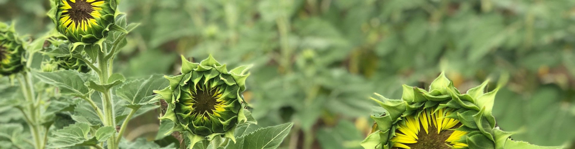 Acres of sunflowers planted at Dix Park this summer Dorothea Dix Park