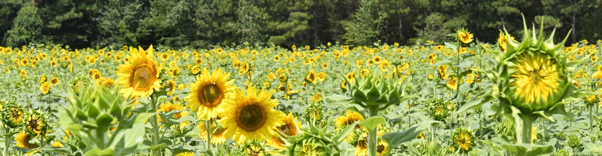 Field of sunflowers at Dix Park