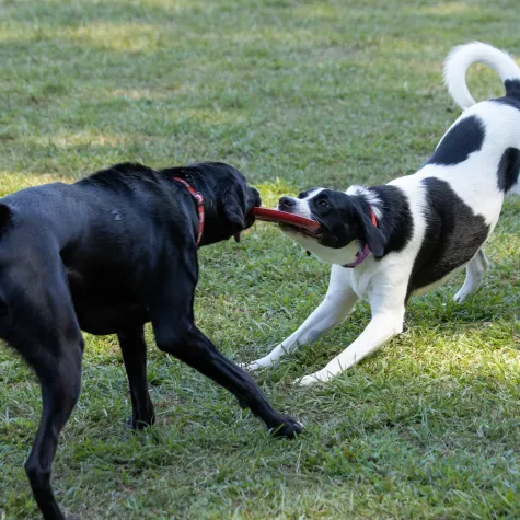 Two dogs playing