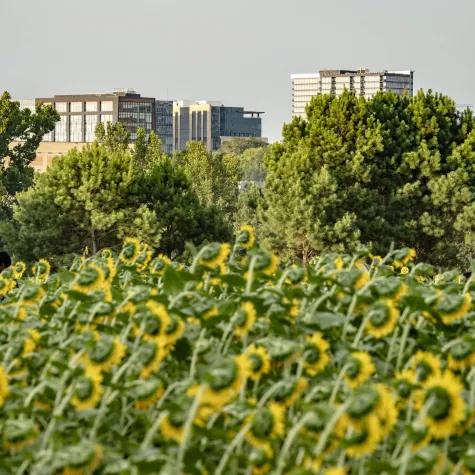 sunflowers and skyline