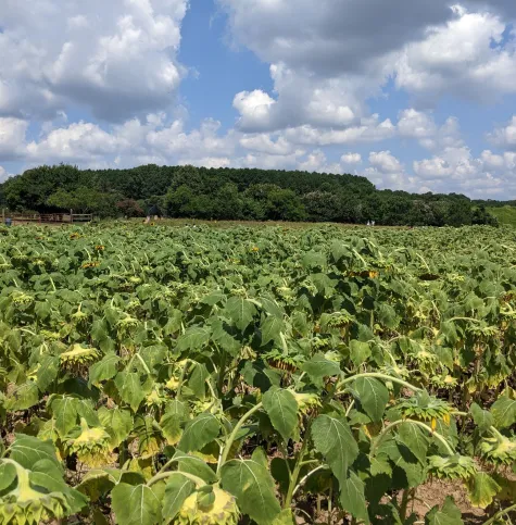 Dix Park Sunflower Field with drooping flowers July 29, 2025