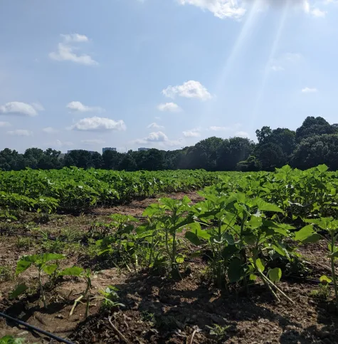 Sunflowers growing