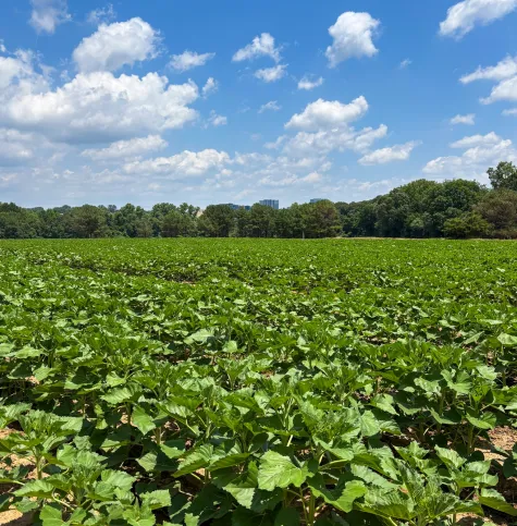 Sunflower plants growing in the field at Dix Park June 23 2026