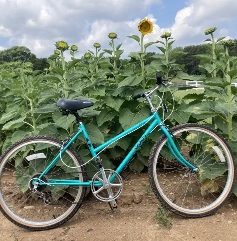 green bike in front of sunflowers