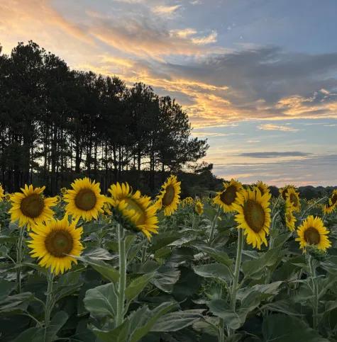 Dix Park Sunflower Field at sunset July 10, 2026