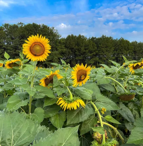 Dix Park Sunflower Field July 21, 2026
