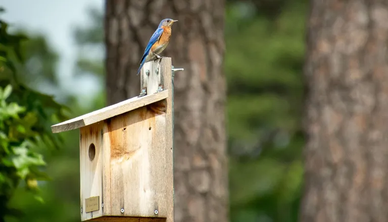 Blue Bird and blue bird box
