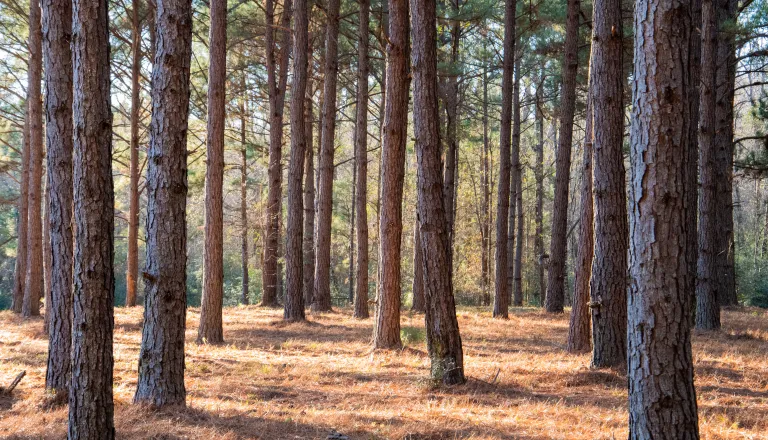 Pine Forest