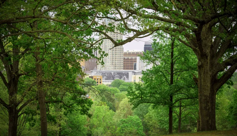 Trees in the Grove with a view of downtown Raleigh