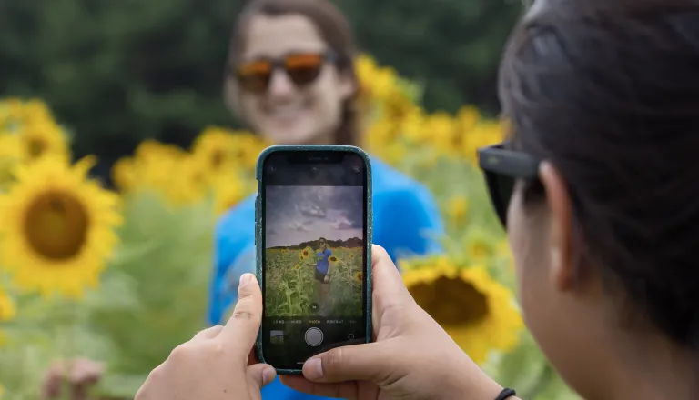 phone taking picture with sunflowers