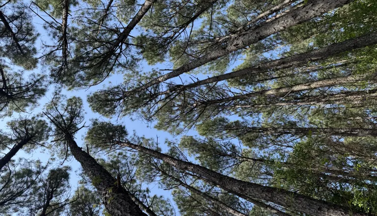 pine loop trees