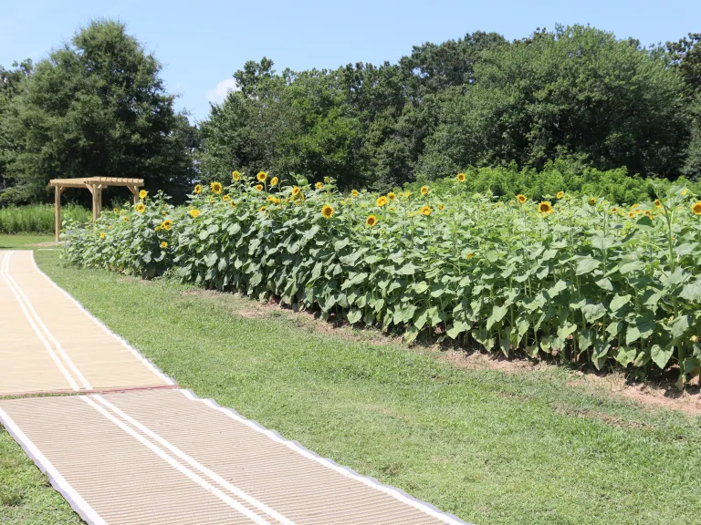 Sunflowers Accessible Pathway