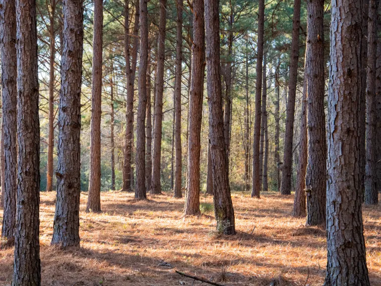 Pine Forest
