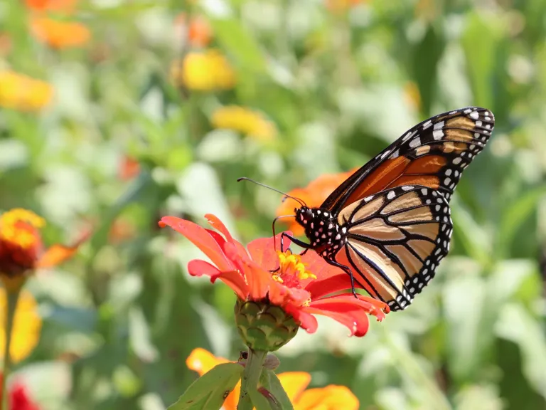 Monarch Butterfly with Zinnia Flowers