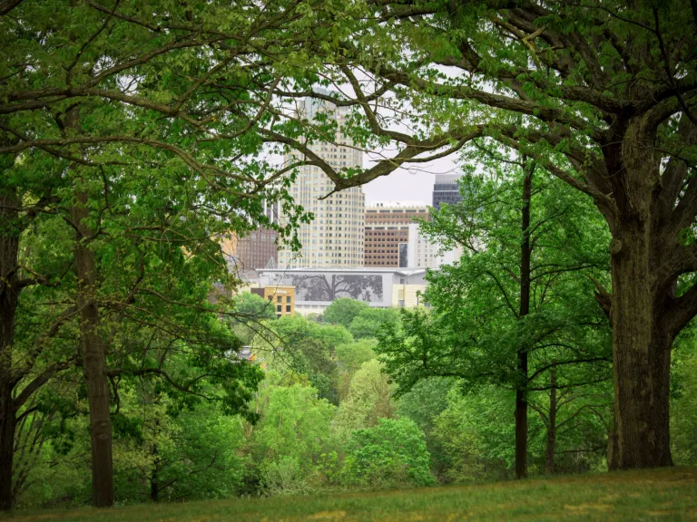 Trees in the Grove with a view of downtown Raleigh