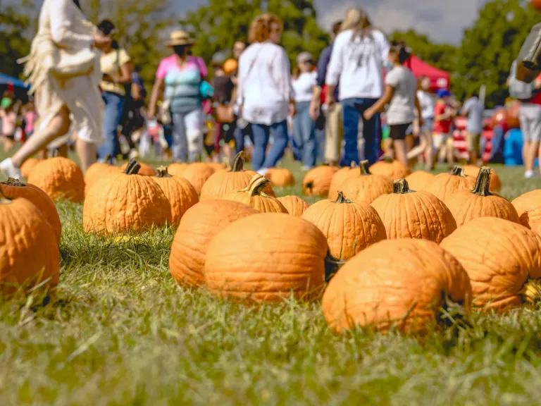 Falling for Local pumpkin patch in 2021