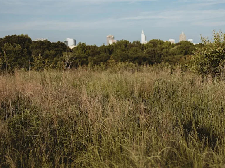 Grassland at Dix Park with the Raleigh skyline in the background
