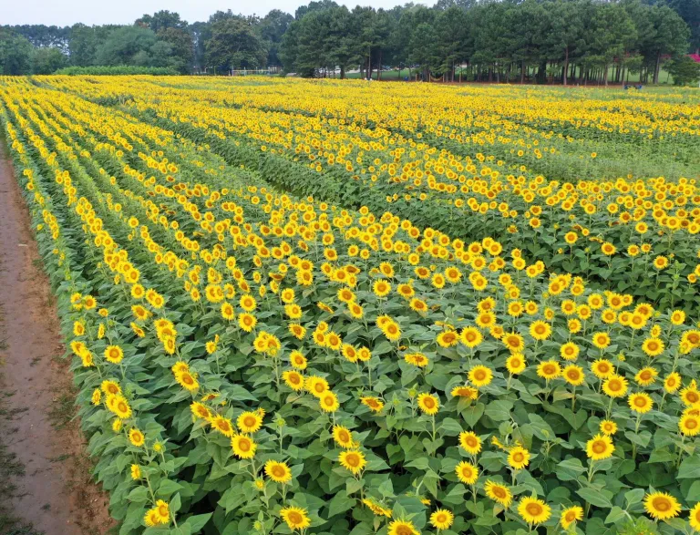 Sunflower field