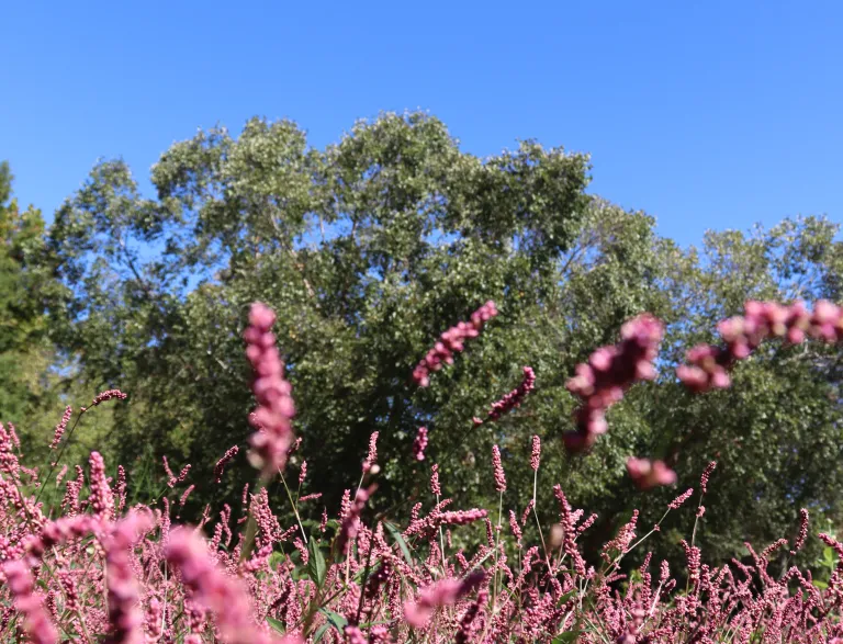 Preston Montague, Hearth is a Home: A Wildening