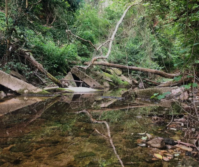 Rocky Branch Creek in 2020