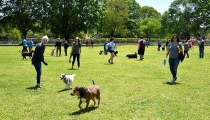 Pets and People playing at the park