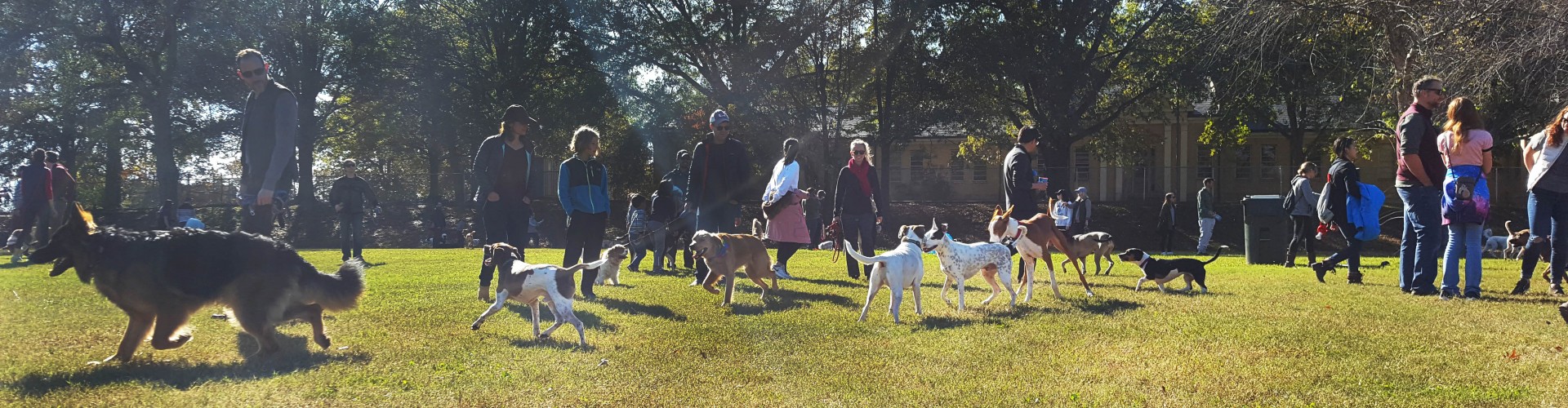People and off-leash dogs at the Dix Park Dog Park