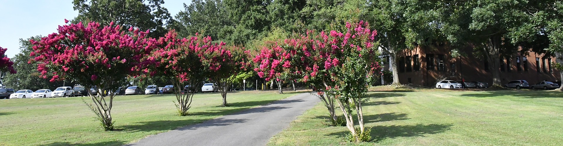 Cemetery crepe myrtle trees in bloom 